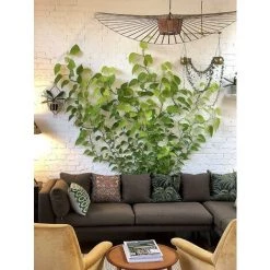 LTS FAFA Fixateur De Plantes, Luminaire Mural Invisible Pour Vignes, Clips De Fixation Murale Pour Plantes Grimpantes, Clips De Fixation Murale Pour Plantes Grimpantes Plante De Vigne (50 Pièces) -banc et tabouret Soldes Boutique 64033917 3